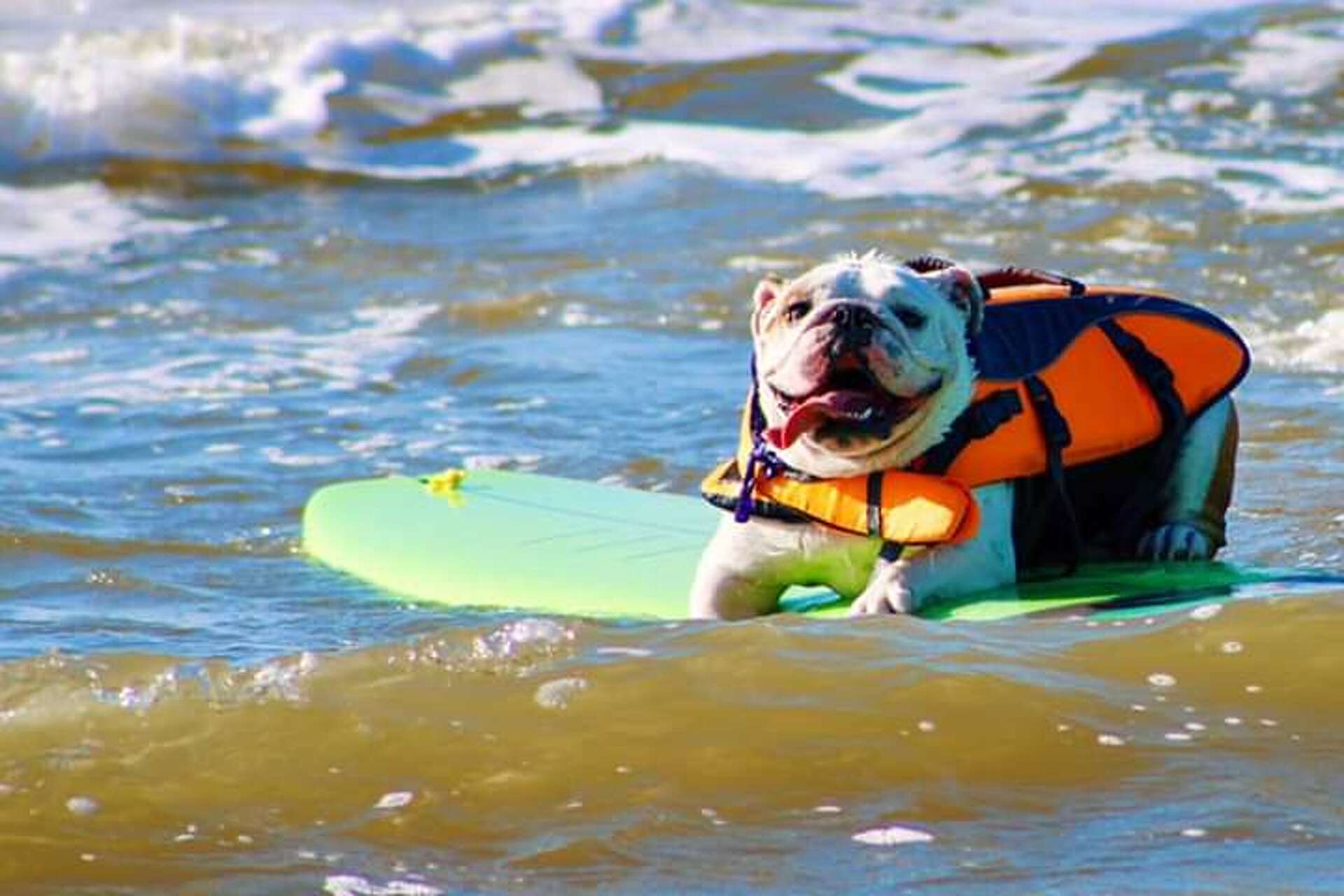Cats and dogs grab surf boards, ride waves at Galveston Island
