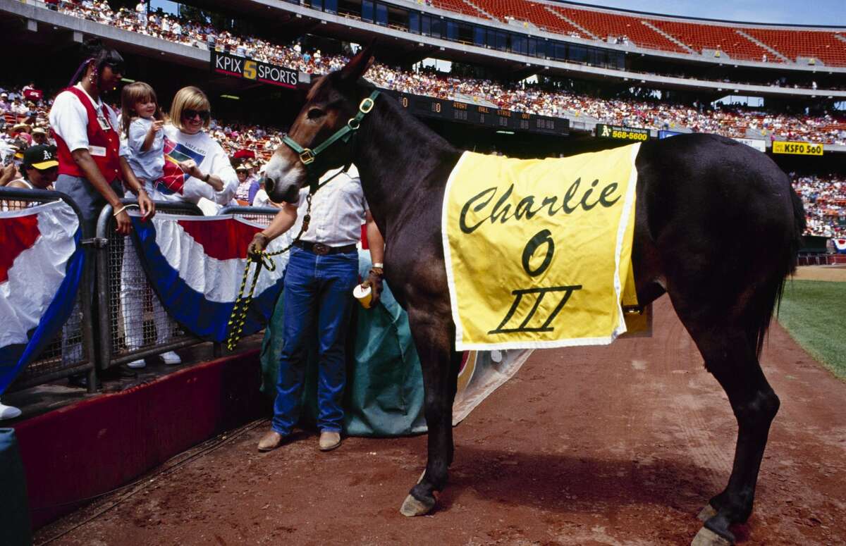 The history of Crazy Crab and 9 other Bay Area mascots