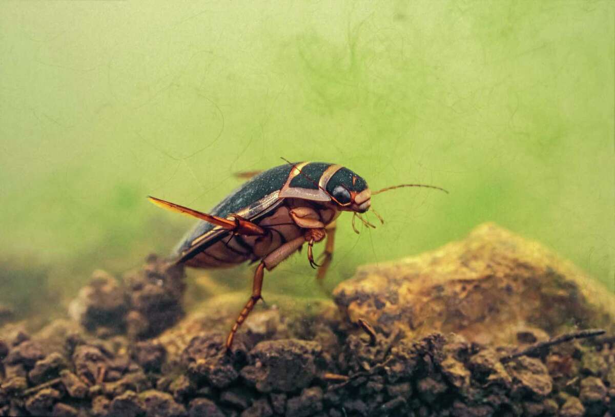 watch out for sneaky toe biter bugs this summer watch out for sneaky toe biter bugs