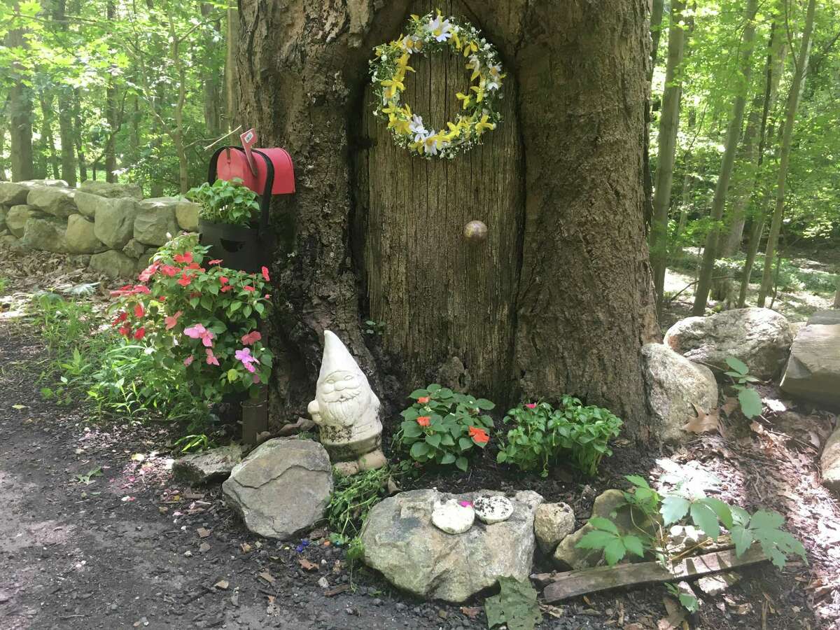 It’s not everyday you stumble on Gnomes in the woods of Ridgefield. This family of pixies and fairies have taken up residence in three trees on Spring Valley Road.