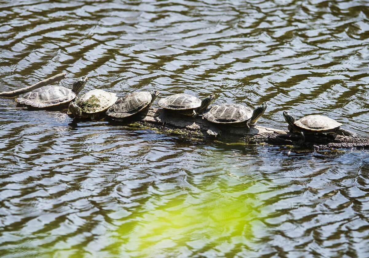 A group of common map turtles sunbathe on top of a log in the Tittabawassee River on Wednesday, July 24, 2019 in downtown Midland. (Katy Kildee/kkildee@mdn.net)