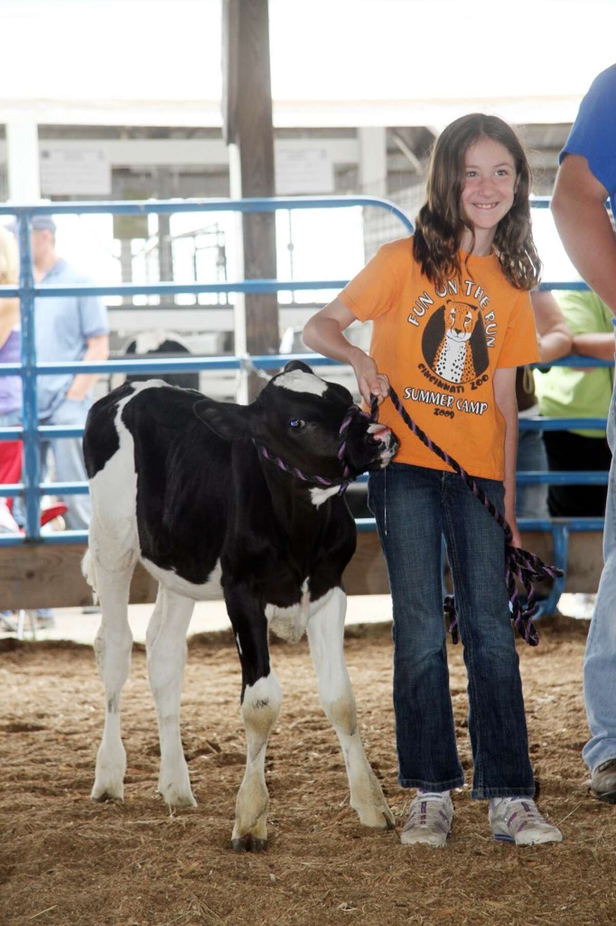 Mecosta County Fair 4 H Baby Calf Show