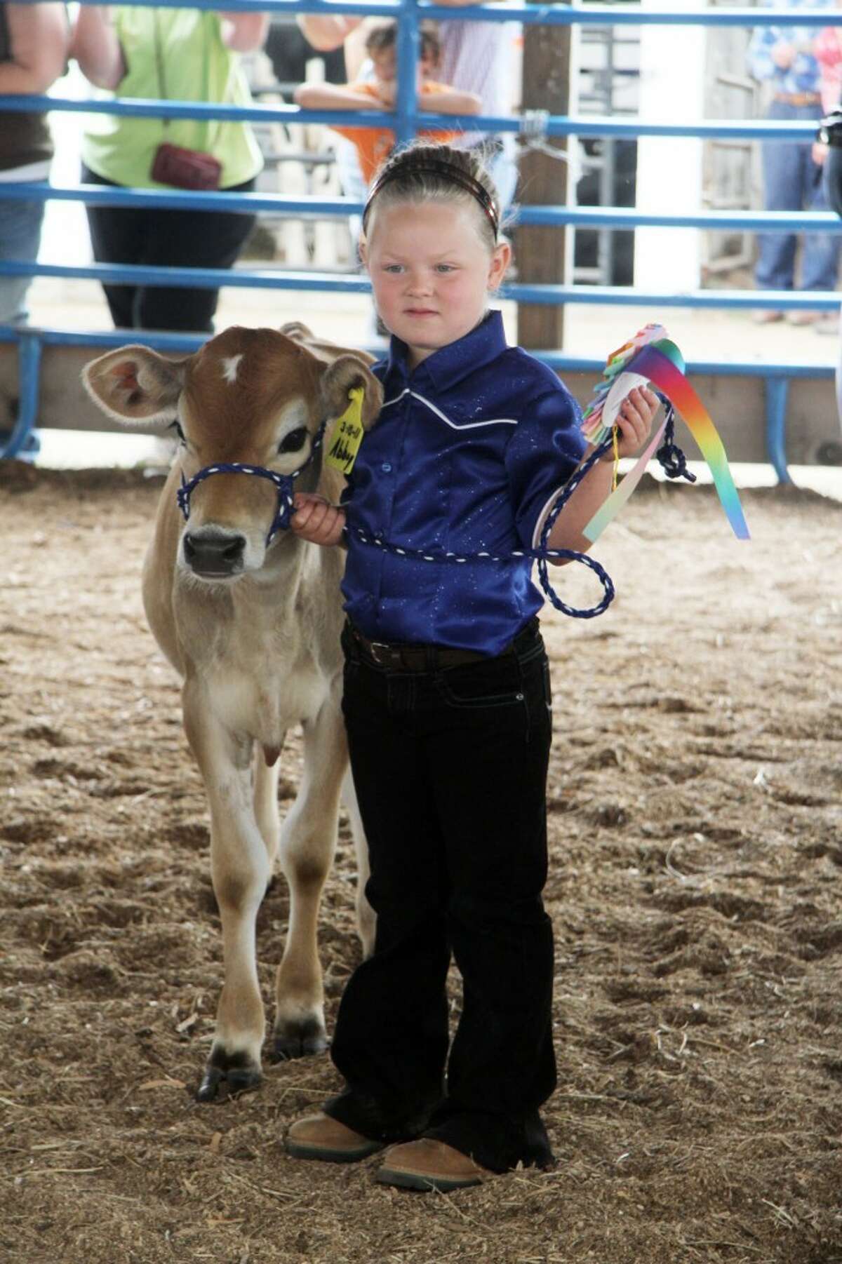 Mecosta County Fair: 4-H baby calf show