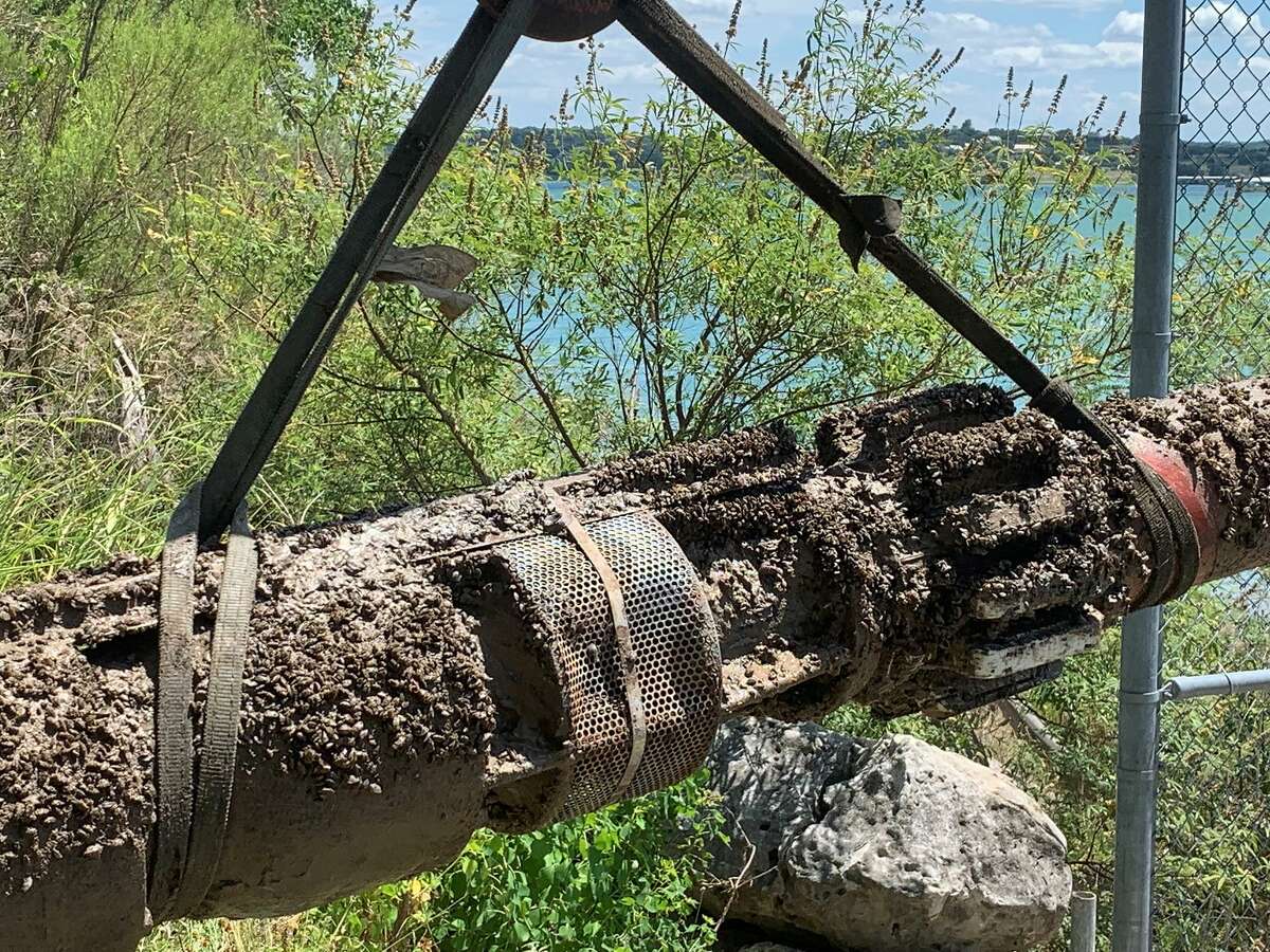 Zebra mussel infestation spurs Canyon Lake water utility to ask