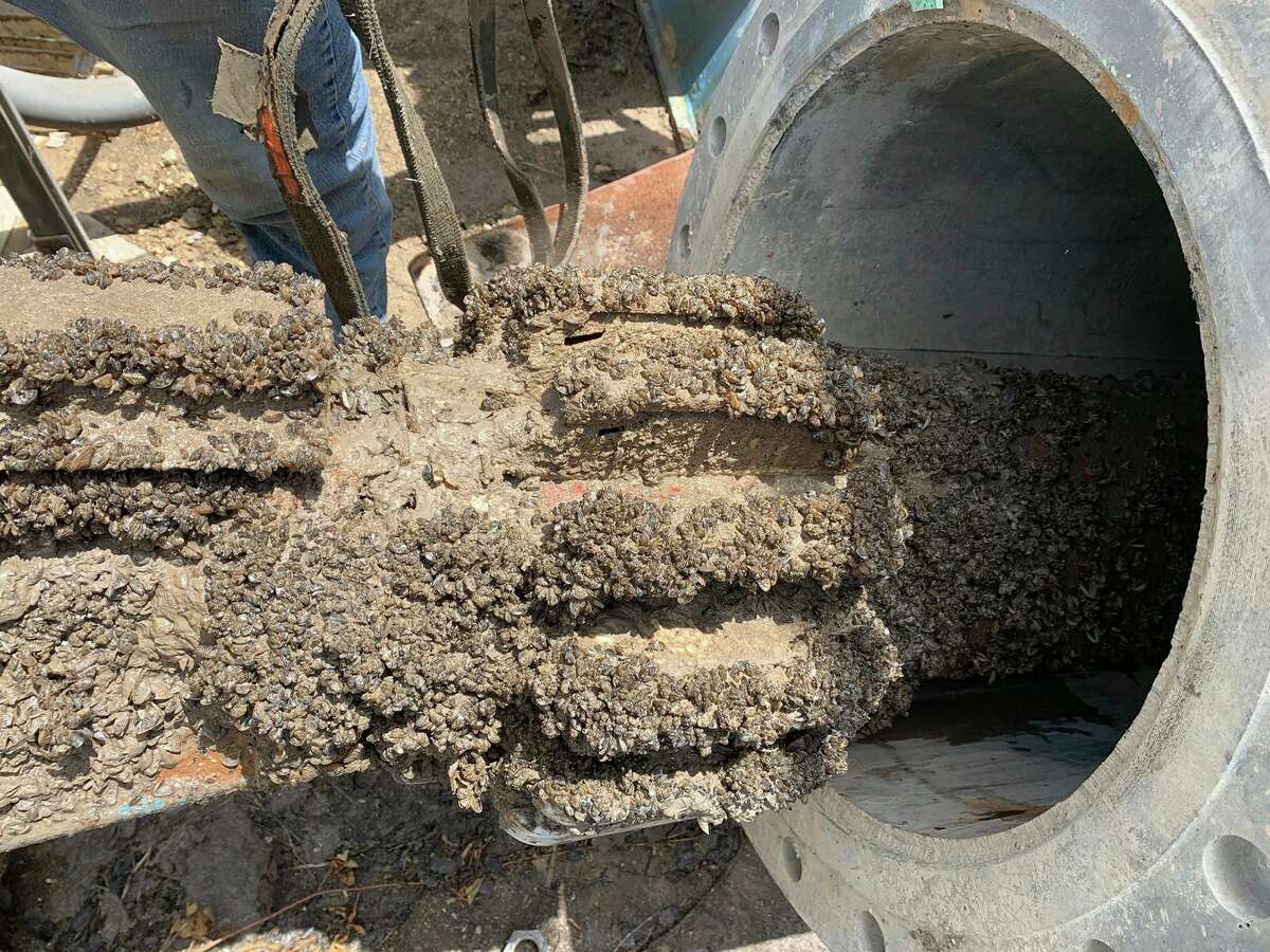 Hords Creek Lake 'fully infested' by invasive zebra mussels