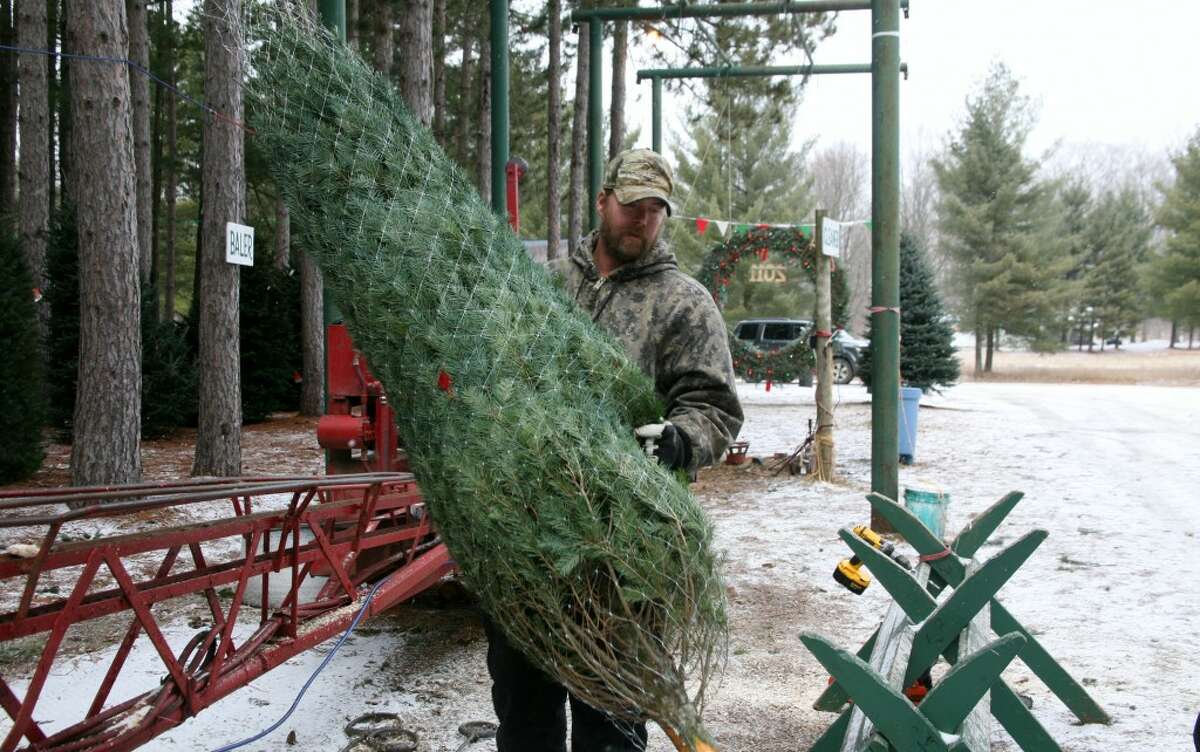 Local farm sells 10,000 Christmas trees a year
