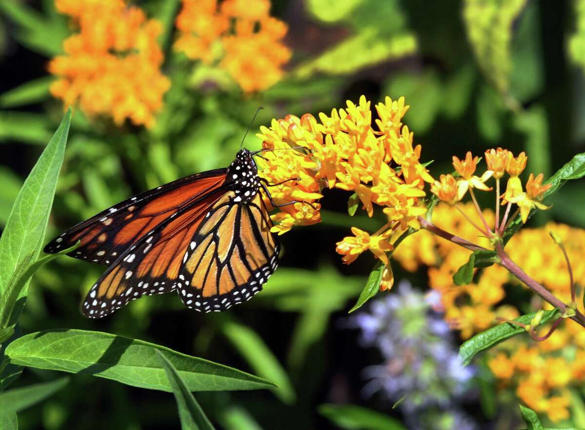 A monarch butterfly feeds on nectar.