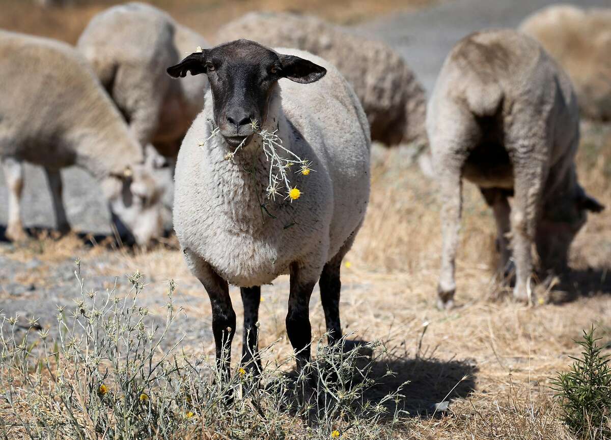 A sheep munches on dry grass on the hills above Sonoma Raceway in Sonoma, Calif. on Thursday, July 18, 2019. The herd of over 3,000 reside on the property year-round to eliminate the need for gas-powered shrubbery management. The race track, which is celebrating its 50th anniversary this season, is taking strides in reducing its carbon footprint.