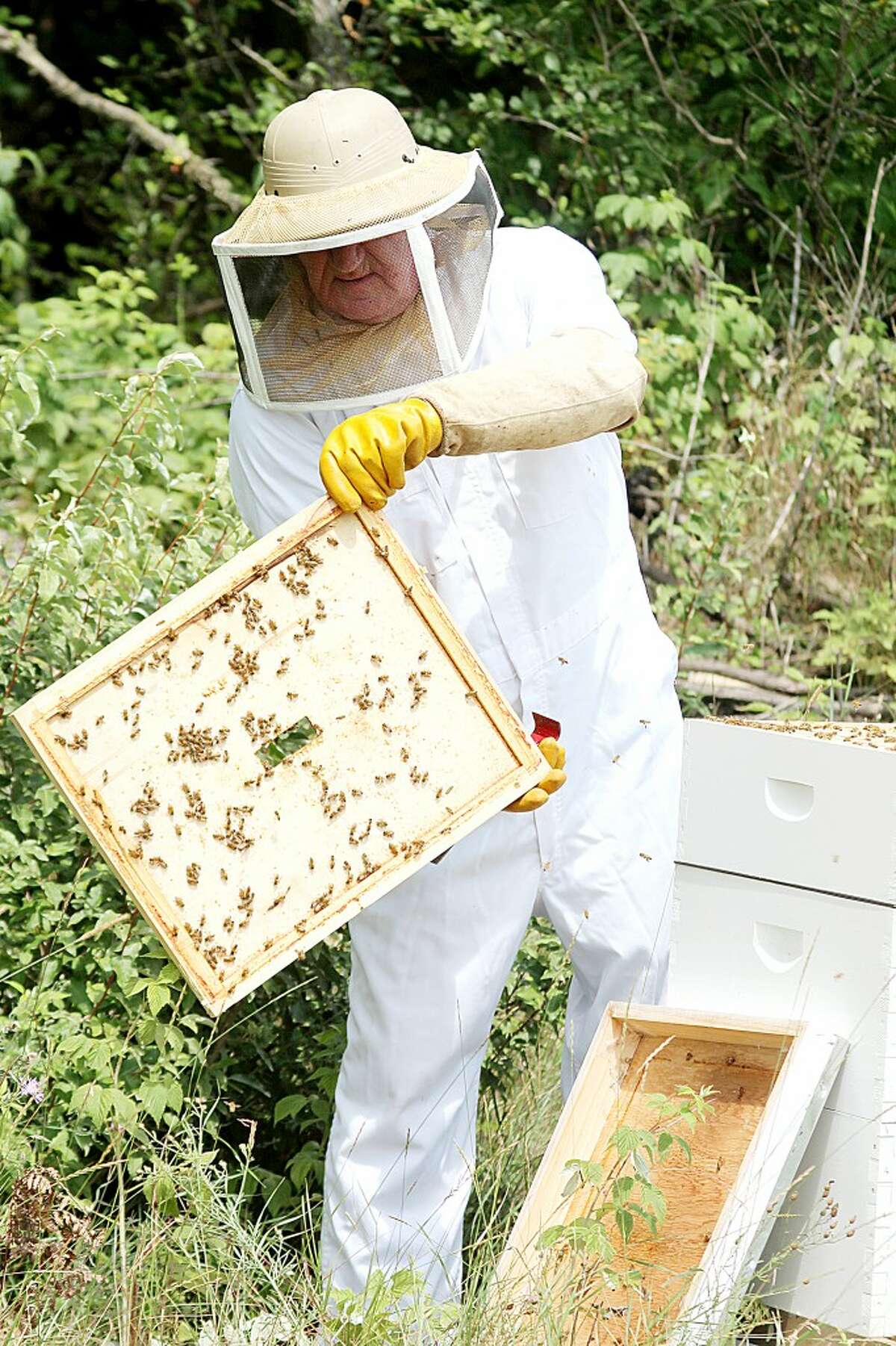 BUSY WORKERS: Around 600,000 bees live in Terry Peterson’s 21 bee hives. The bees are controlled by the scent of the queen bee. (Pioneer News Network photos/Sarah Neubecker)