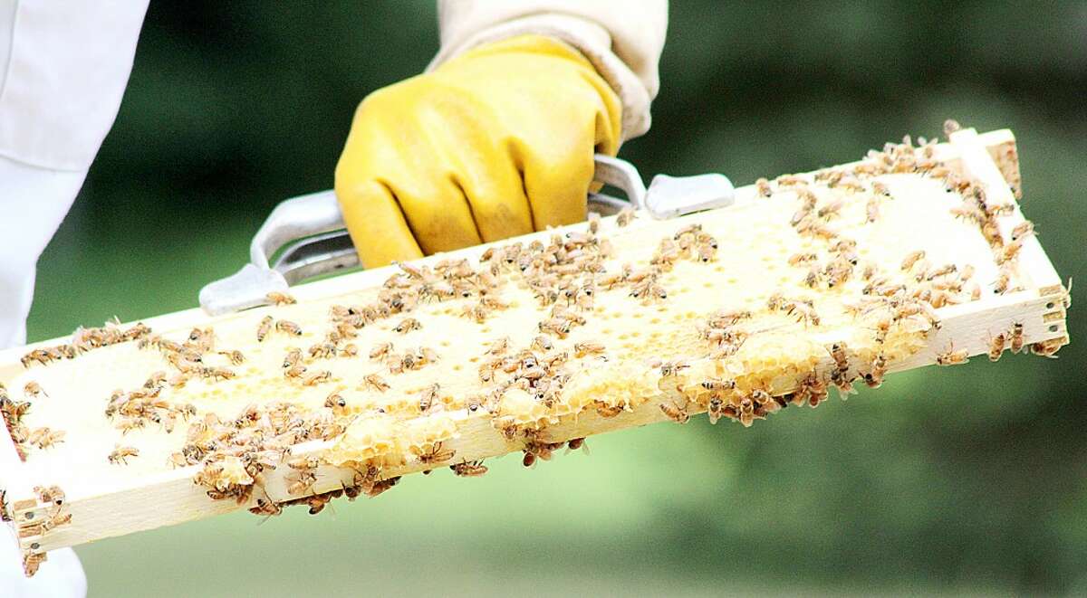 HONEYCOMB: Terry Peterson’s honey bees build honeycomb off of a plastic honeycomb frame. The honey has many health benefits including helping to fight against allergies.