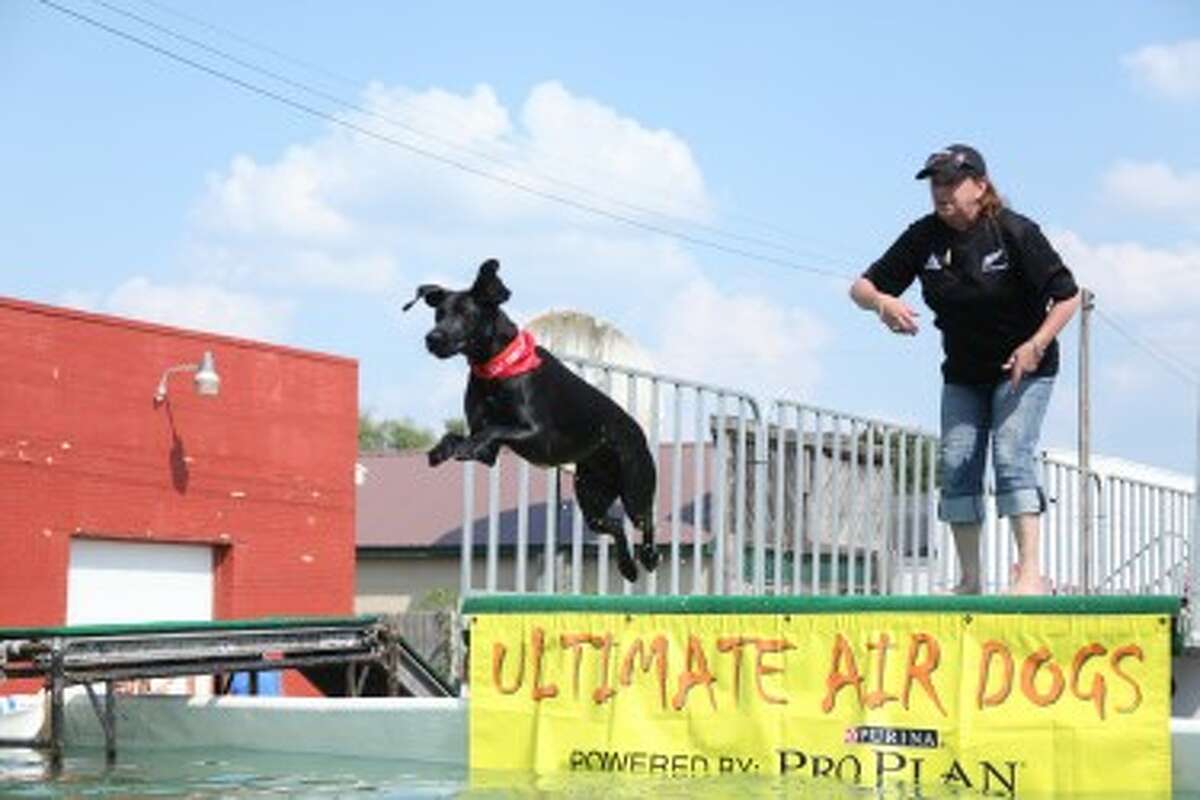 GOOD DOG: Cate Parker’s dog, Tsavo, jumps into the Ultimate Air Dogs pool on Saturday at Mecosta Days. Parker, a native of New Zealand, leaves her dog with friends when she travels home, as pets are not allowed to travel into New Zealand. (Pioneer photo/Whitney Gronski-Buffa)