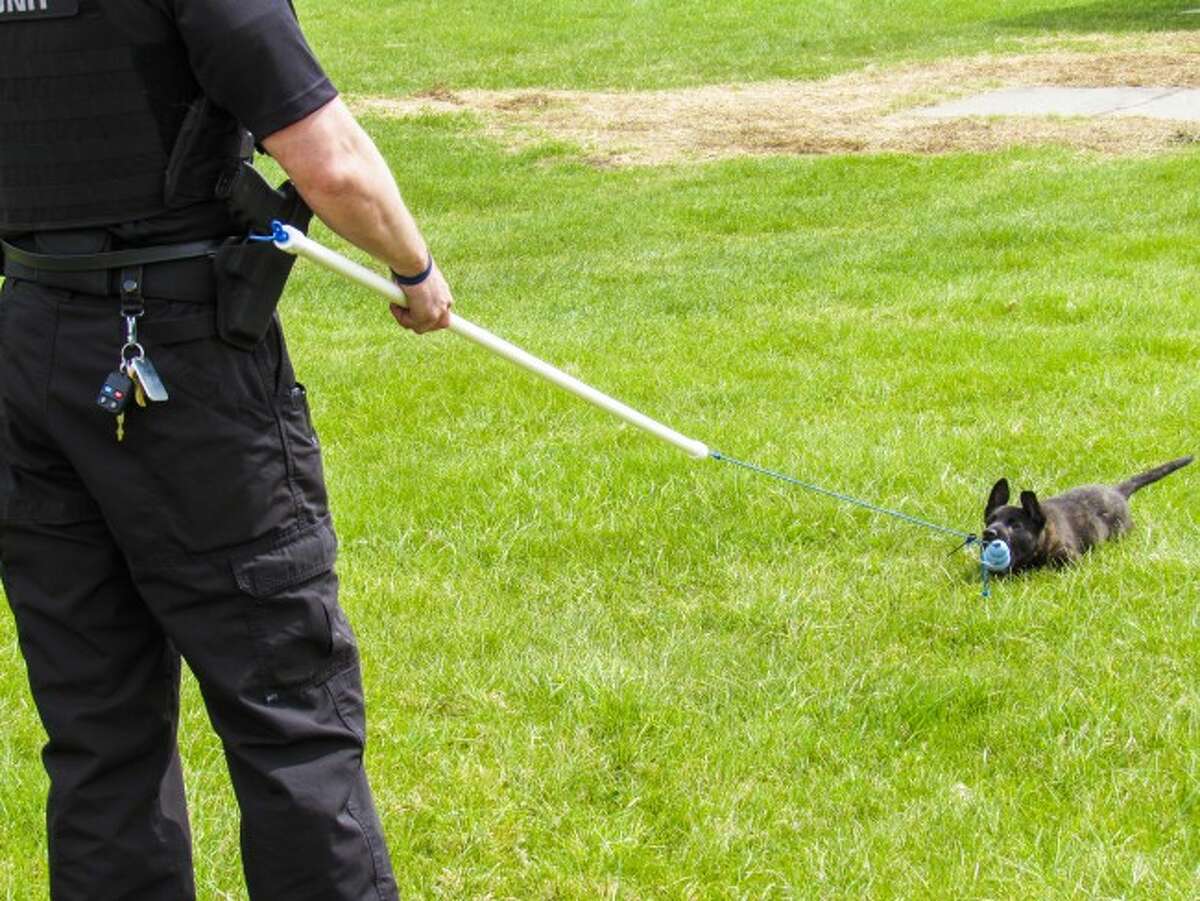 GAMES: Playing a game of tug, K9 Ryker pulls on his toy with Osceola County Sheriff's Deputy Jed Avery. The puppy currently is just beginning training and is working on socializing with other dogs and people.