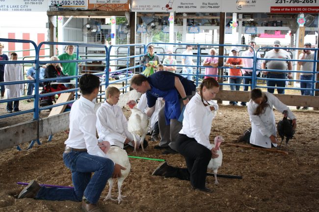 Poultry shows kick off competition at fair