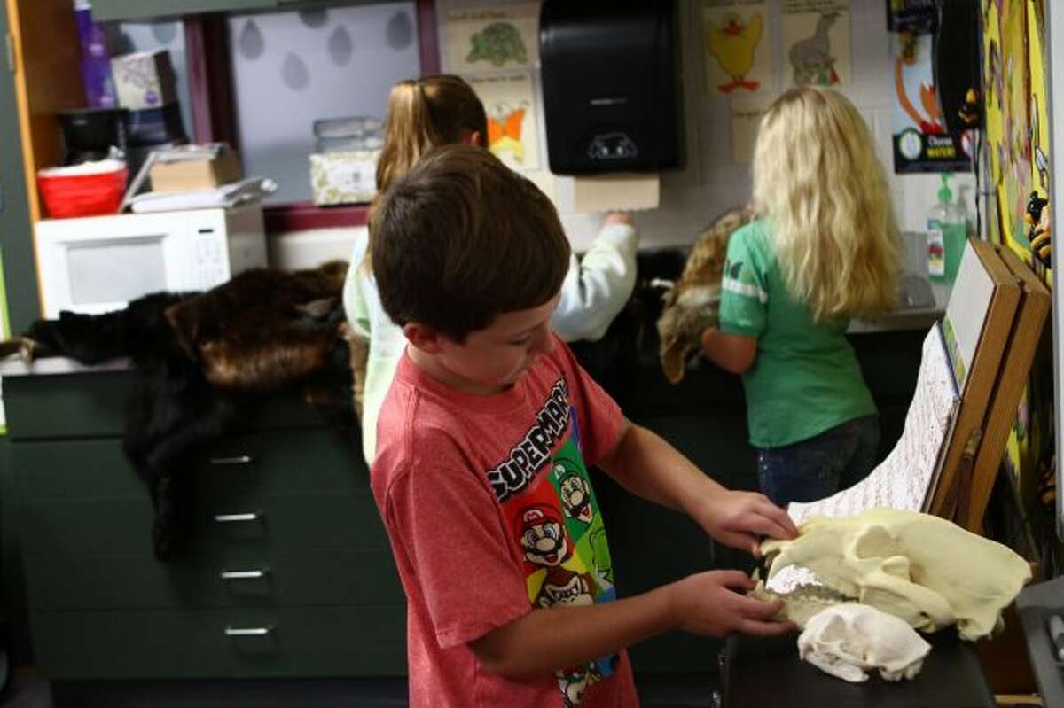 Riverview second-grader Carter Smalley looks at the teeth of a bear skull on Wednesday during a Department of Natural Resources presentation. (Pioneer photos/Meghan Haas)