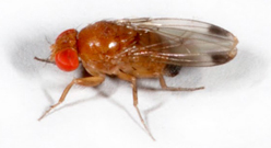 LITTLE CRITTER, BIG DAMAGE: Invasive insect turns berry crop into near ...