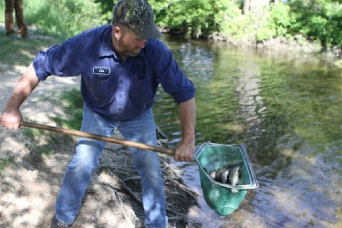 Jim Francis, a mechanic in the city of Big Rapids' motor pool, helps release rainbow trout into the Muskegon River in Hemlock Park.
