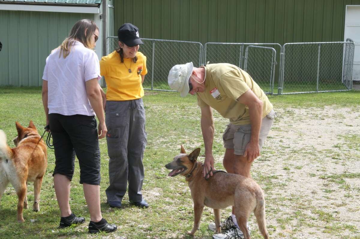 REUNION: Several owners talk with Monica Larner, Michigan director for AuCaDo. The group helps place Australian cattle dog in good homes. (Pioneer photos/Eric Dresden)