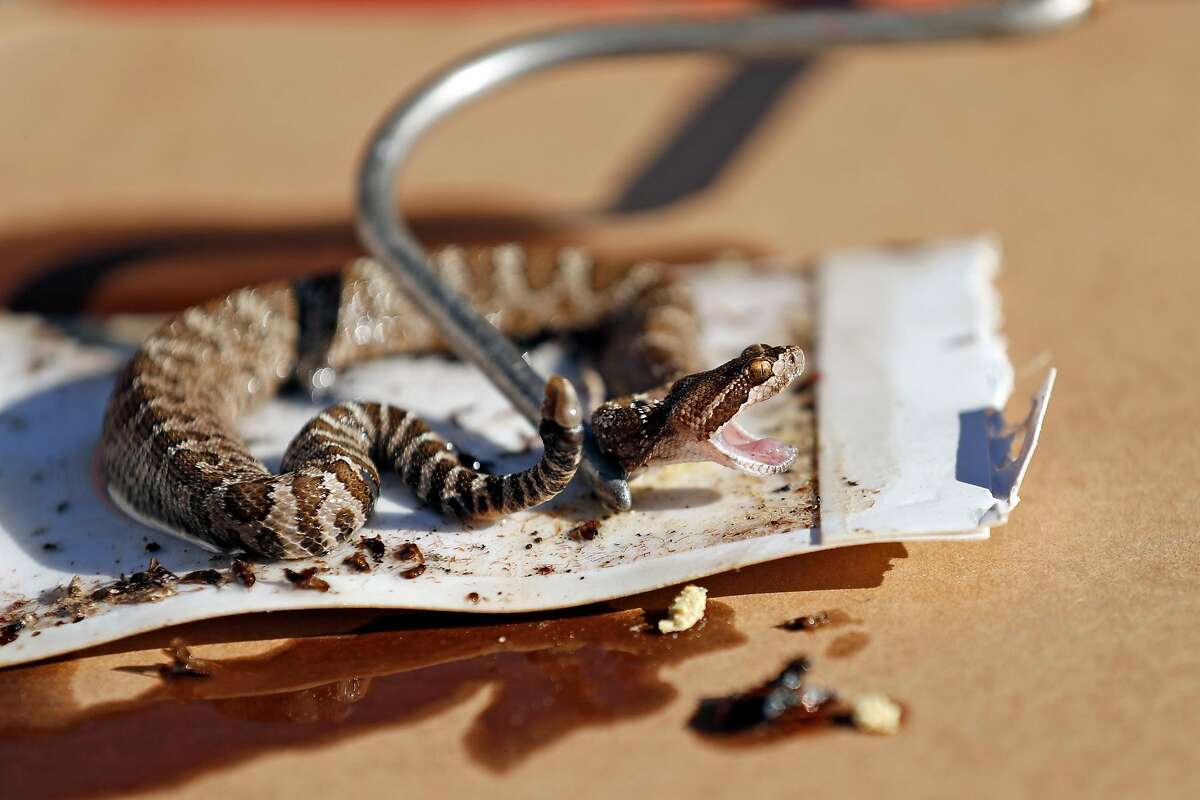Len Ramirez of Ramirez Rattlesnake Removal carefully frees a young Northern Pacific Rattlesnake that got stuck on a glue pad on Saturday, June 22, 2019. Thanks to a warmer spring this year, rattlesnake sightings have already begin to trickle in, particularly in the East Bay.