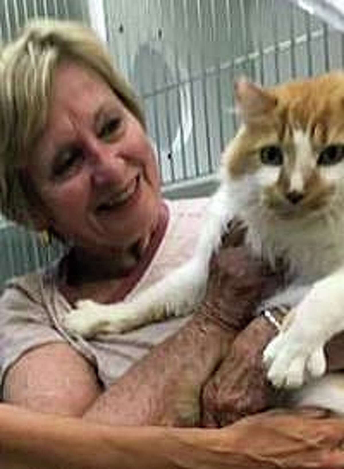 Cat Missing For Three Years Reunited With Ct Family