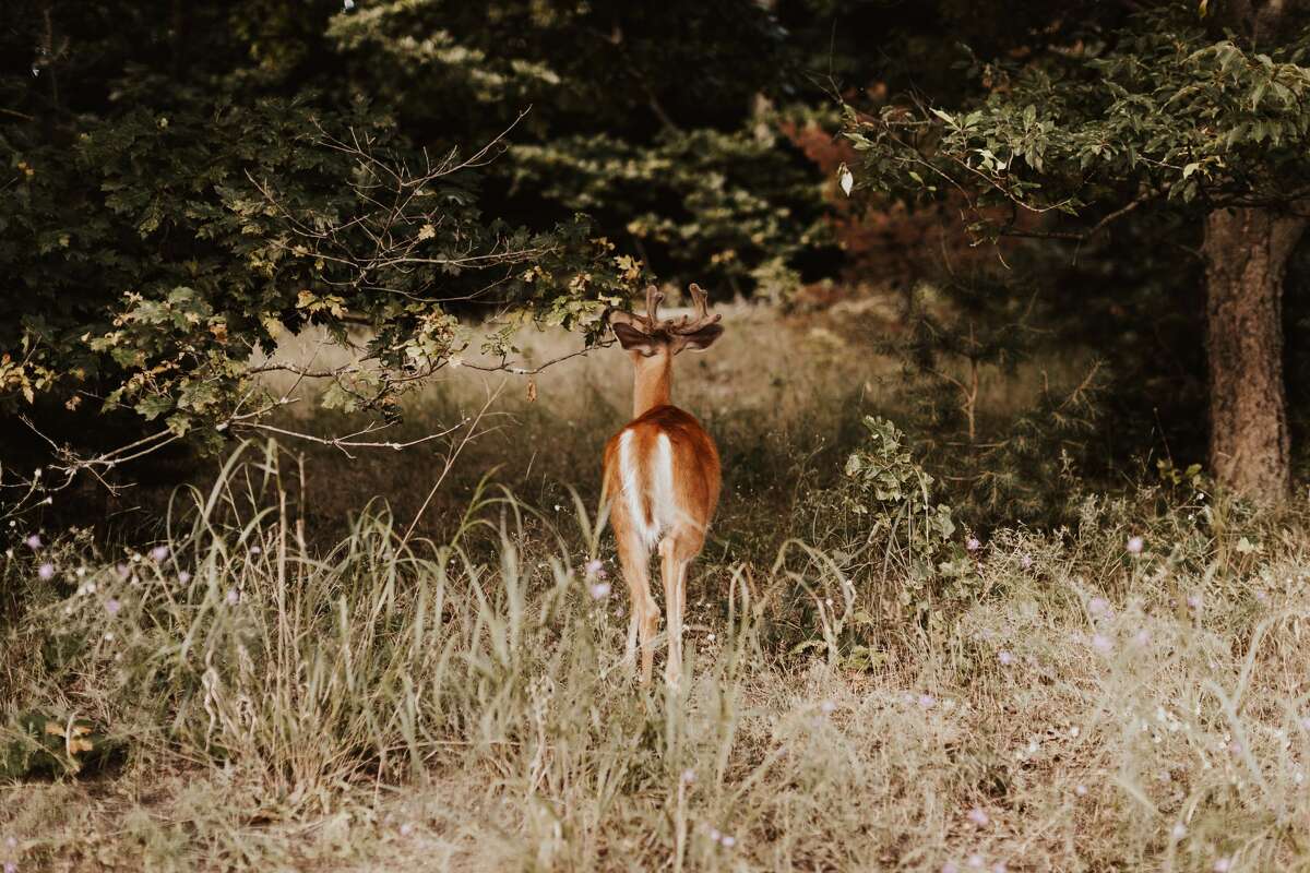 Surprise visitor makes for magical engagement photo shoot