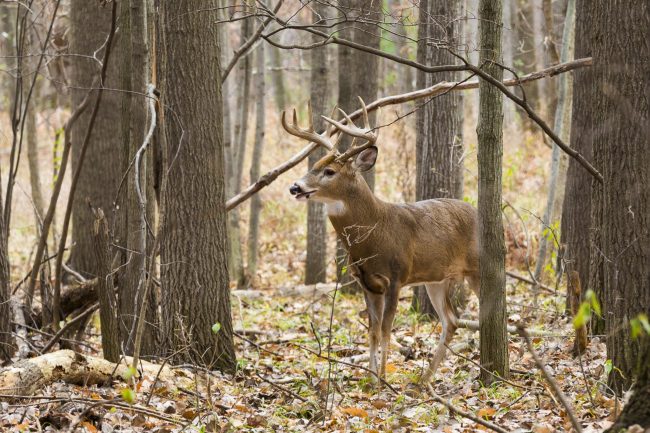 Hunters advised on deer transportation, consumption