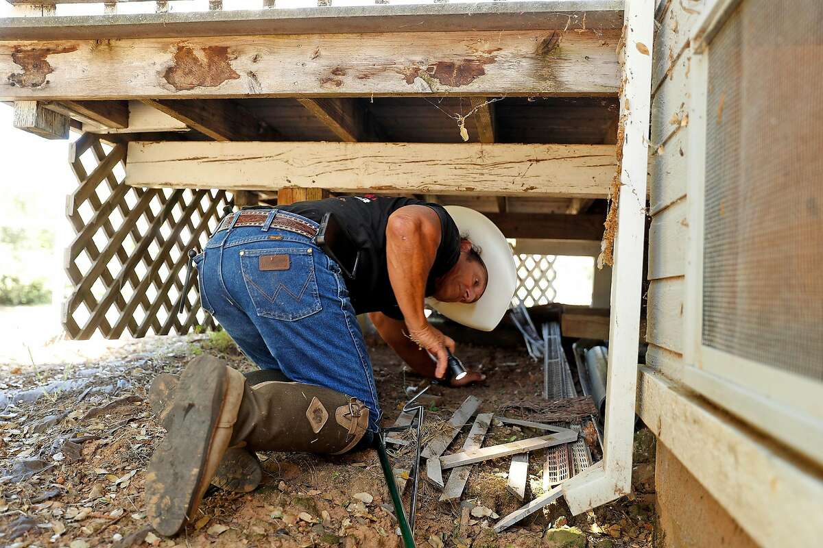 Rattlesnake wrangler constantly on call to remove, relocate snakes