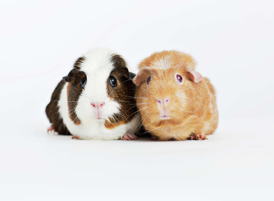 animal shelters with guinea pigs near me