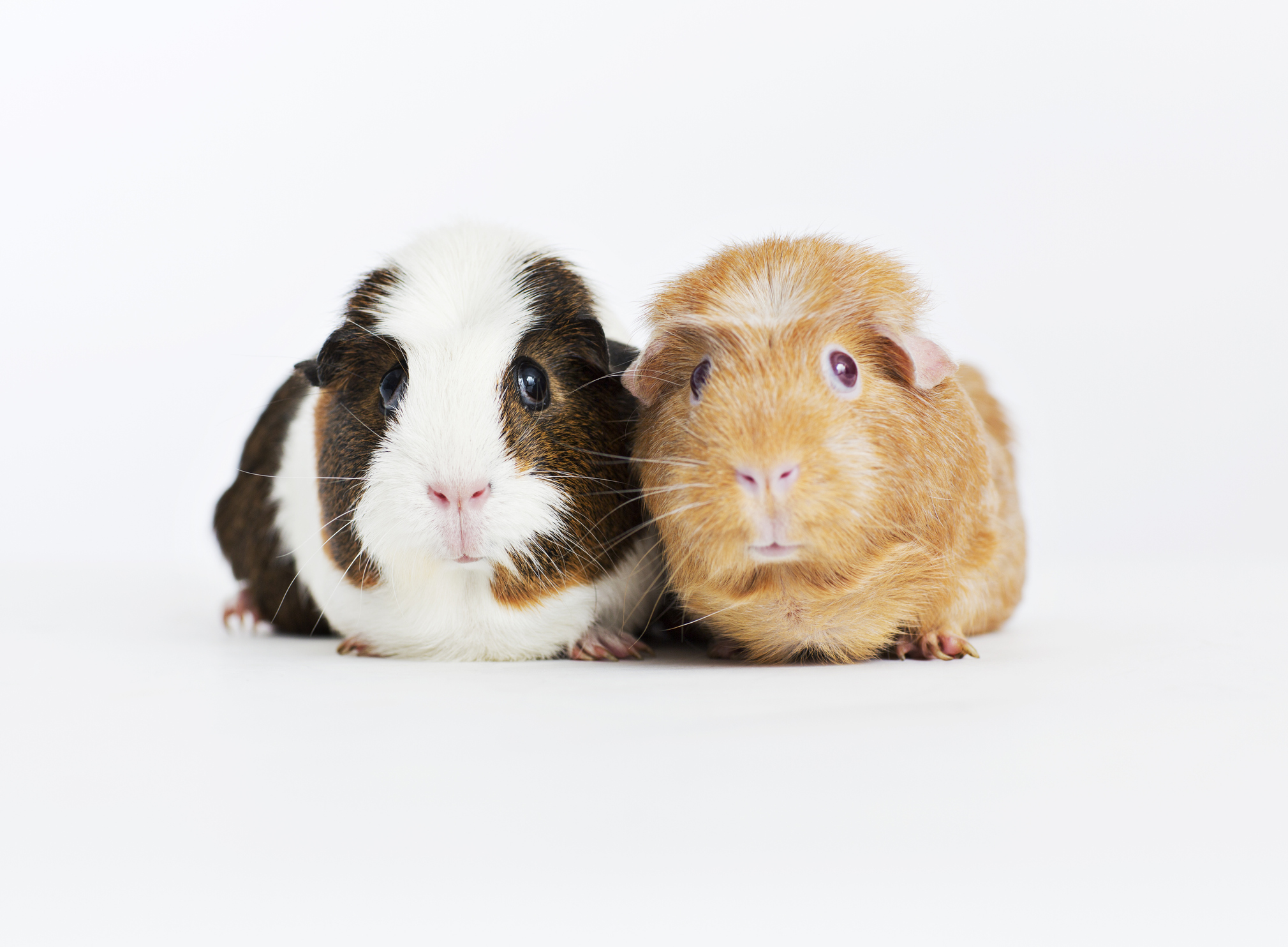 guinea pig rescue shelter near me