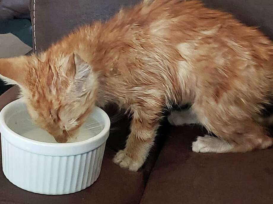 Kitten Rescued After Making The Rounds Inside Hamden Firetrucks