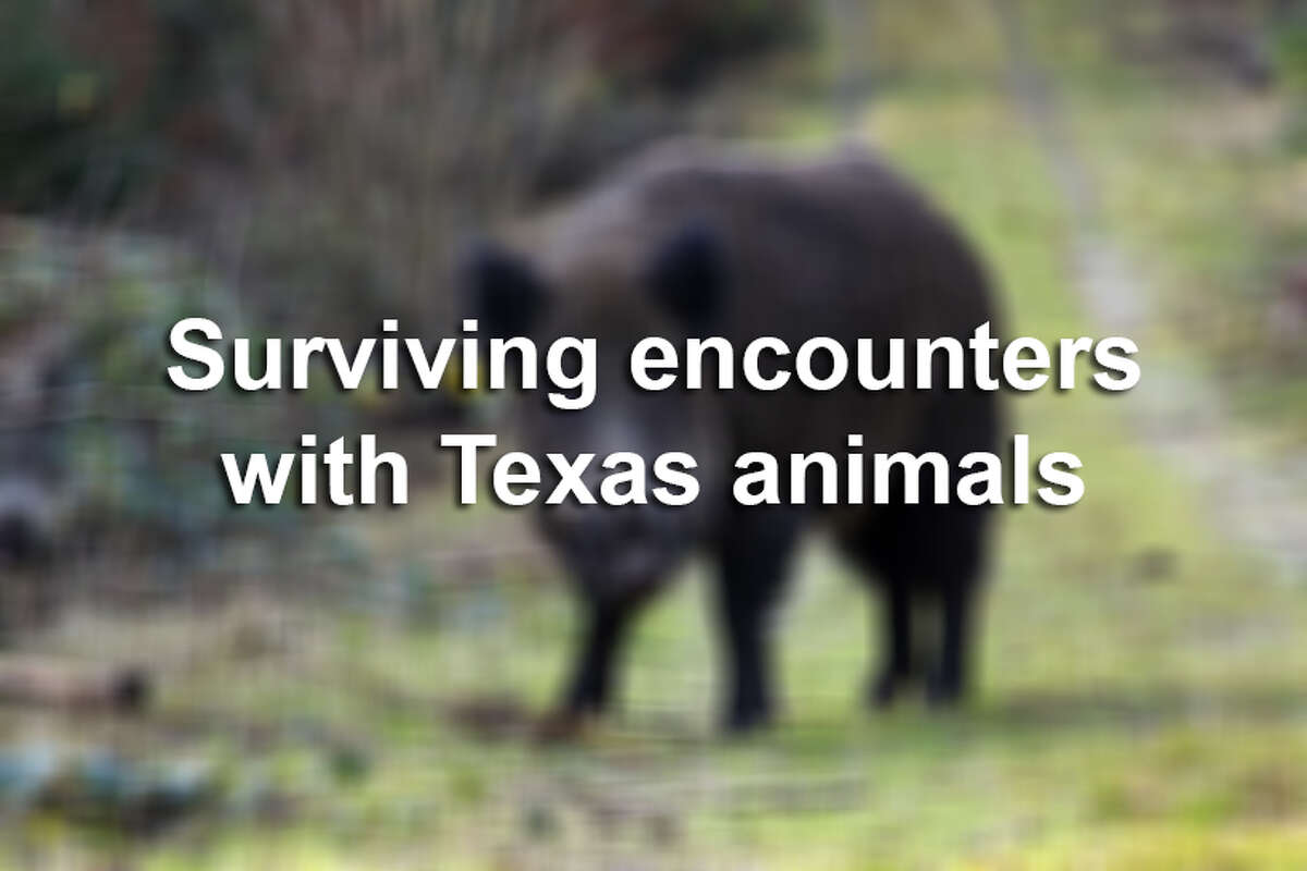 Texas game warden on 200 pound mountain lion 'Until you lay eyes on