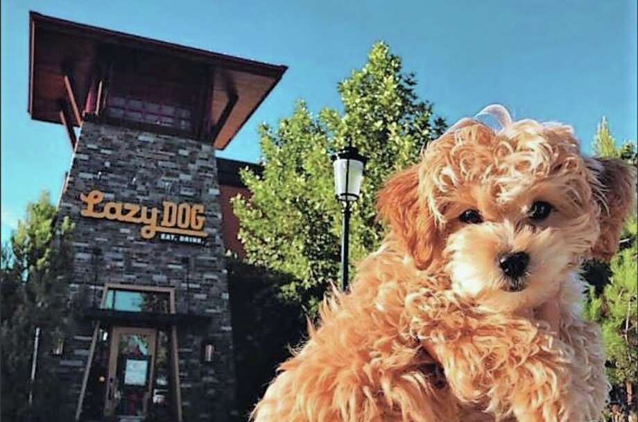 Pet-friendly restaurant Lazy Dog, with a menu for pups, announces