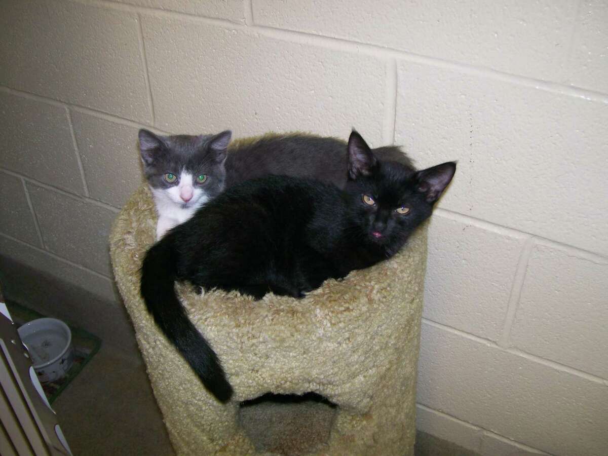 Kittens up for adoption at the Trumbull Animal Shelter. Call 203-452-5088 for information.