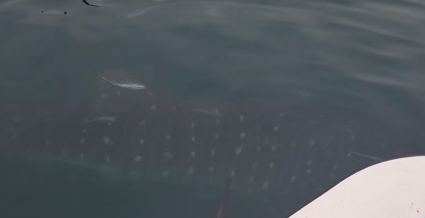 Unique' whale shark sighting off coast of SPI