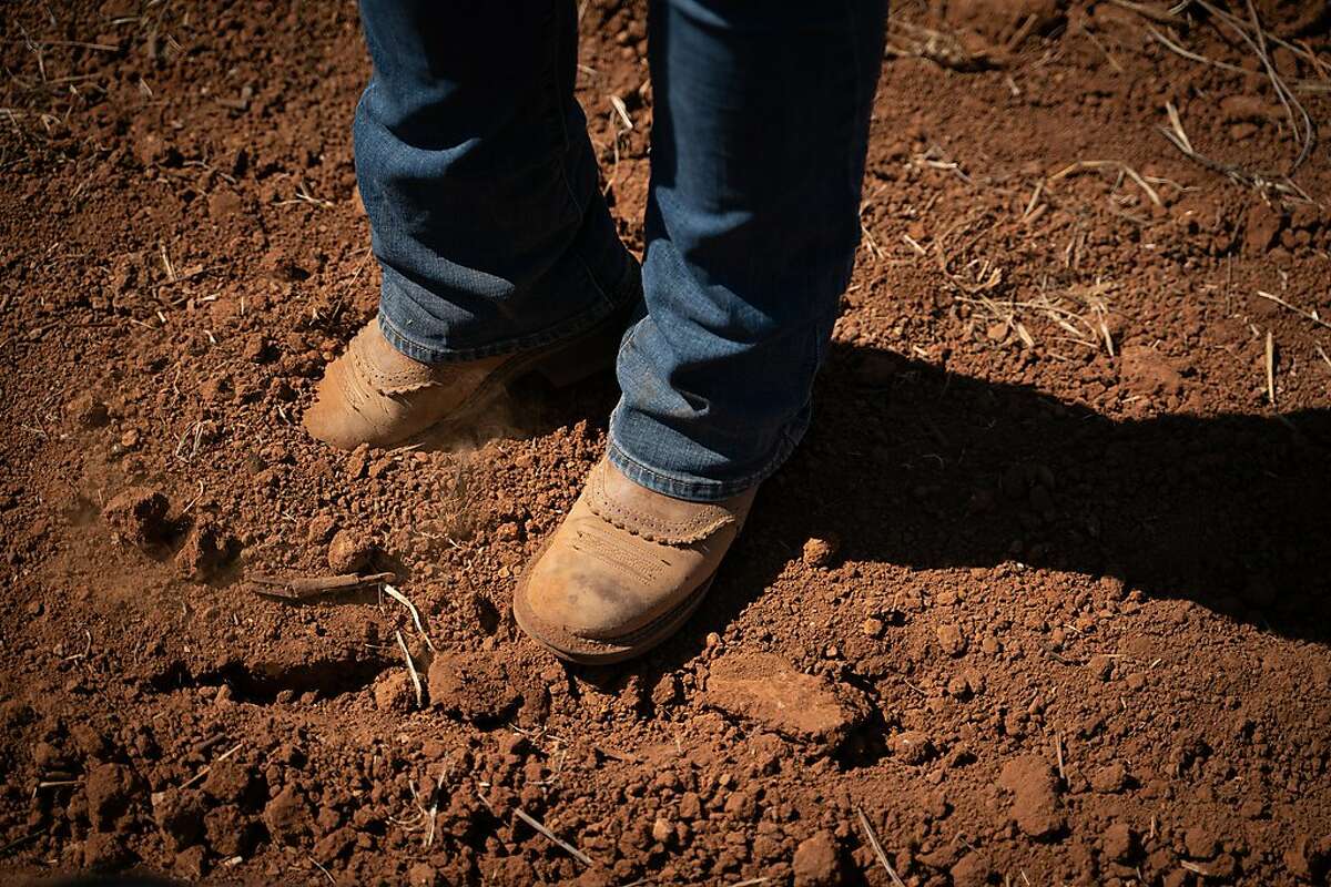 Brenae Royal digs her boot into volcanic clay loam soil at Monte Rosso Vineyard in Sonoma, Calif., on Thursday, July 25, 2019.