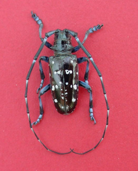 Check trees for Asian long-horned beetle in August