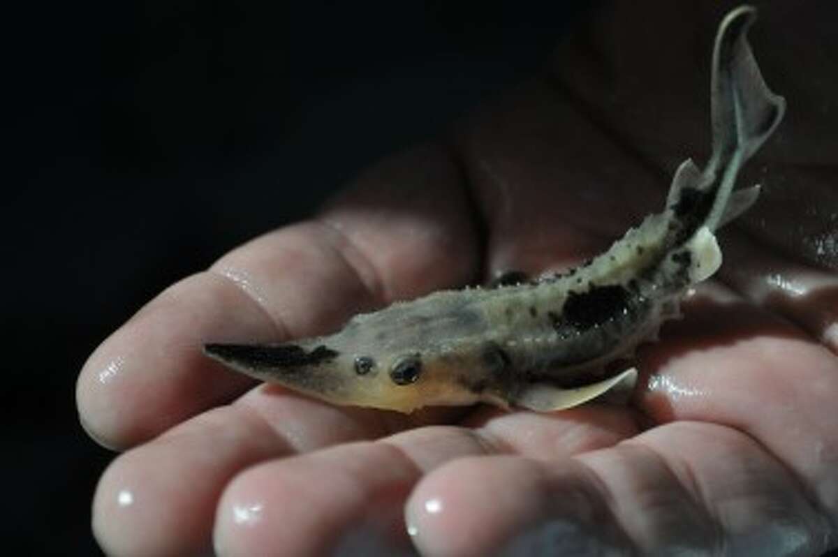 The public is invited to release roughly 350 baby sturgeon at a ceremony at 2 p.m. on Sept. 14 at the Rainbow Bend access site on the Manistee River.