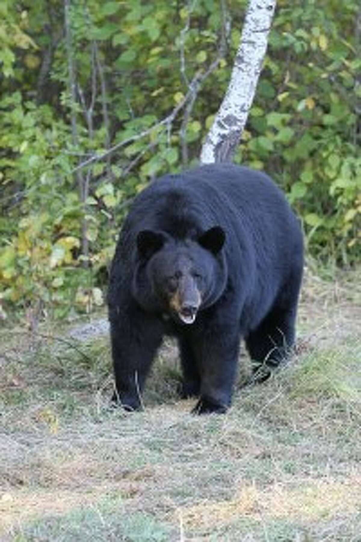 Man charged for illegal hunting after bear cubs killed in New