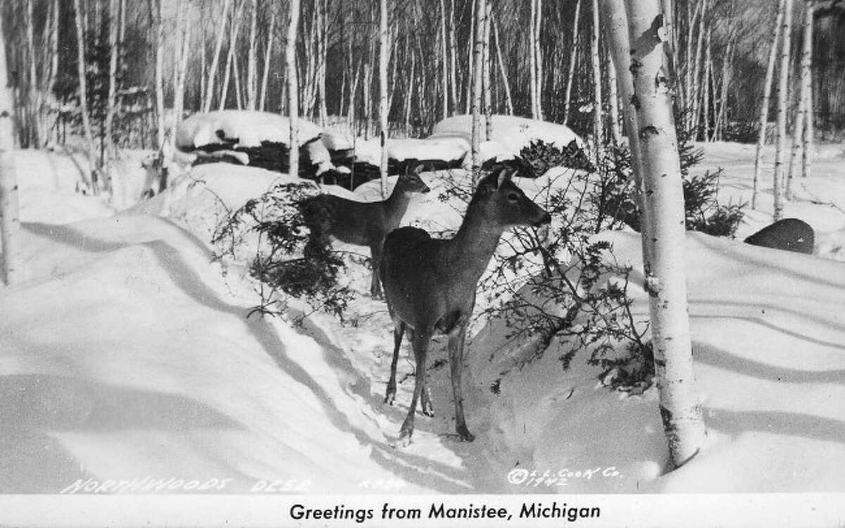 A photographer captured these deer along a stretch of M-55 near Wellston on 1942.