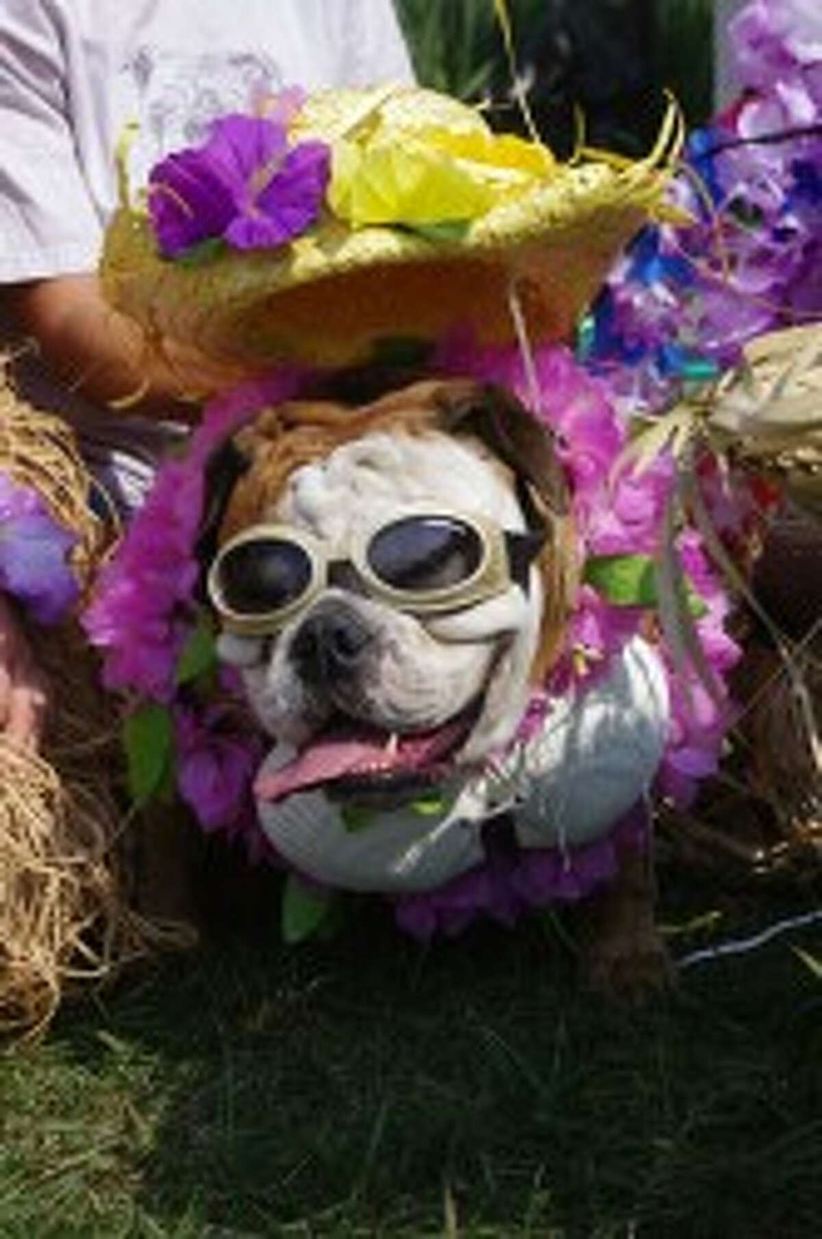 This bulldog won the costume contest in the 2012 Blessing of the Animals at Circle Rocking S Children's Farm. (News Advocate File Photo)
