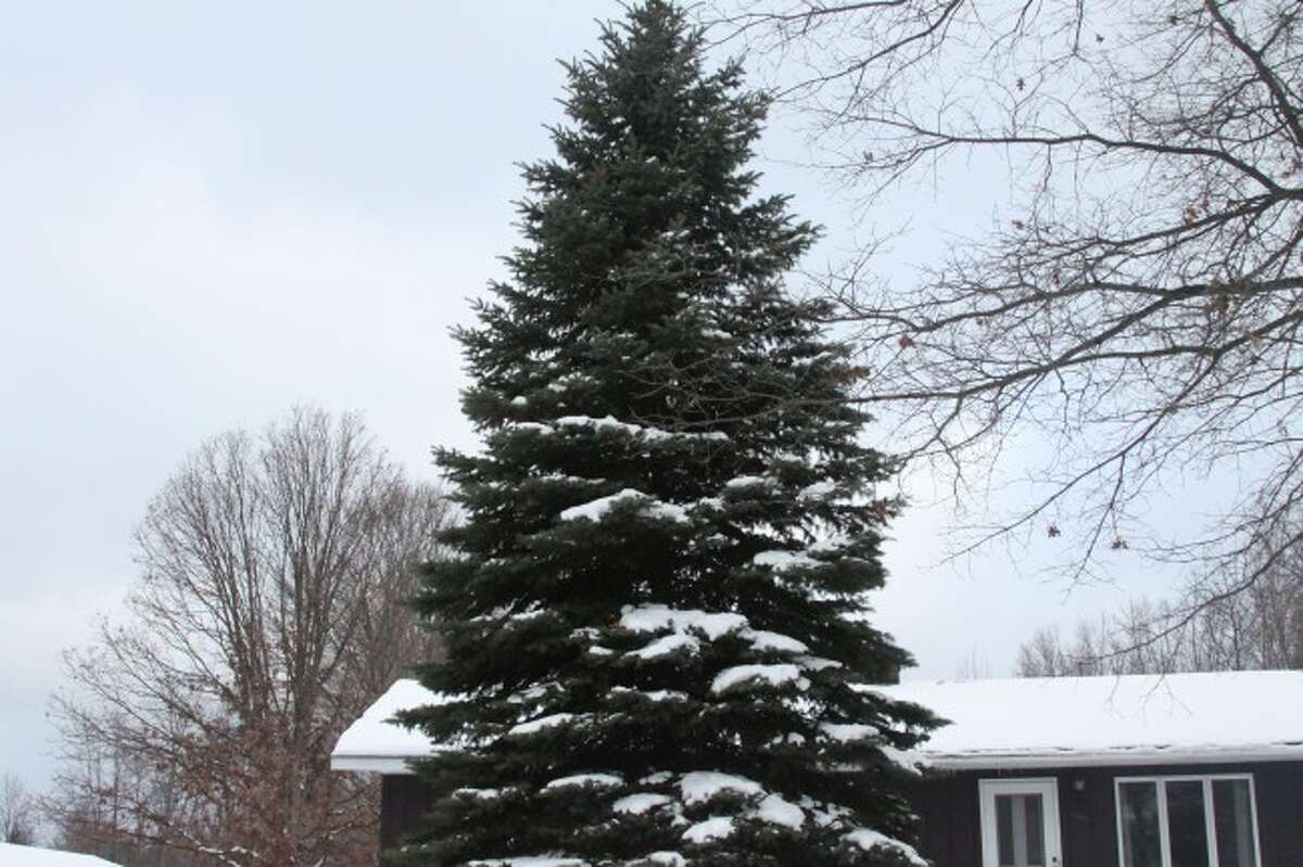 Tree for Victorian Sleighbell Festival cut down Thursday