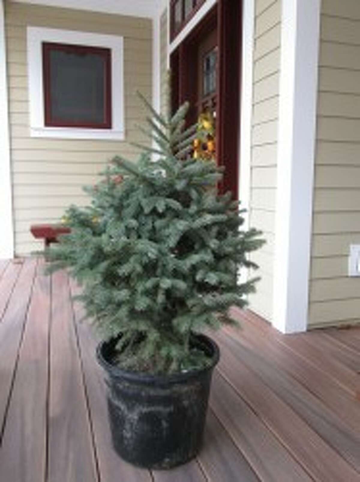 At Christmas in Onekama this weekend, 23 potted Black Hills spruce trees will be sold by bid. (Courtesy Photo)