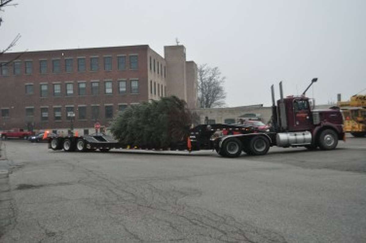 The tree gets hauled in on a truck Tuesday morning.