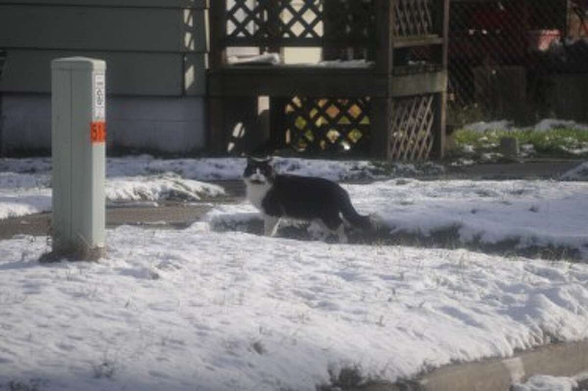 A cat wanders the streets of Manistee. (Eric Sagonowsky / News Advocate)