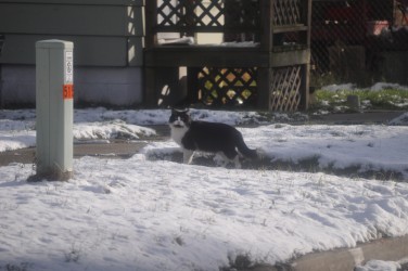 Cat Complain Council hears feral cat complaint