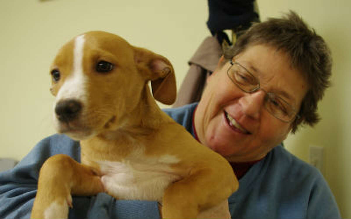 Volunteer Lorrie Manthei , a volunteer at the Manistee County Humane Society's Homeward Bound Animal Shelter, holds a pit bull mix puppy that was among a litter of 10 that came to the shelter recently. (Dave Yarnell/News Advocate)