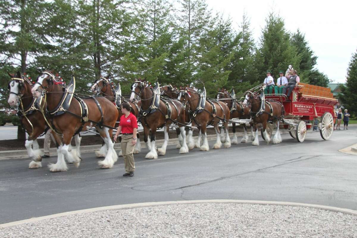The famed Budweiser Clydesdale hitch was in full splendor at the Little River Casino on Thursday afternoon for a special showing. The famed team came to this area thanks to the sponsorship of Ludington Beverage who are celebrating their 75th Anniversary in business.