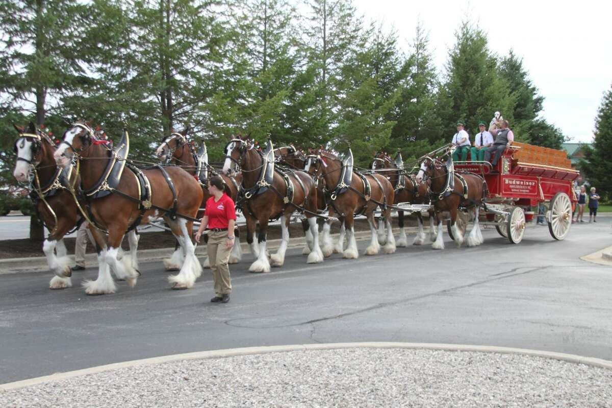 Budweiser Clydesdales make only brief appearance in 2023 ad