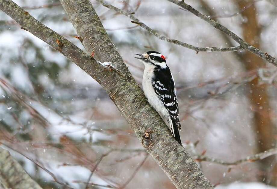 New Regulations Coming For Bird Feeders Manistee News Advocate