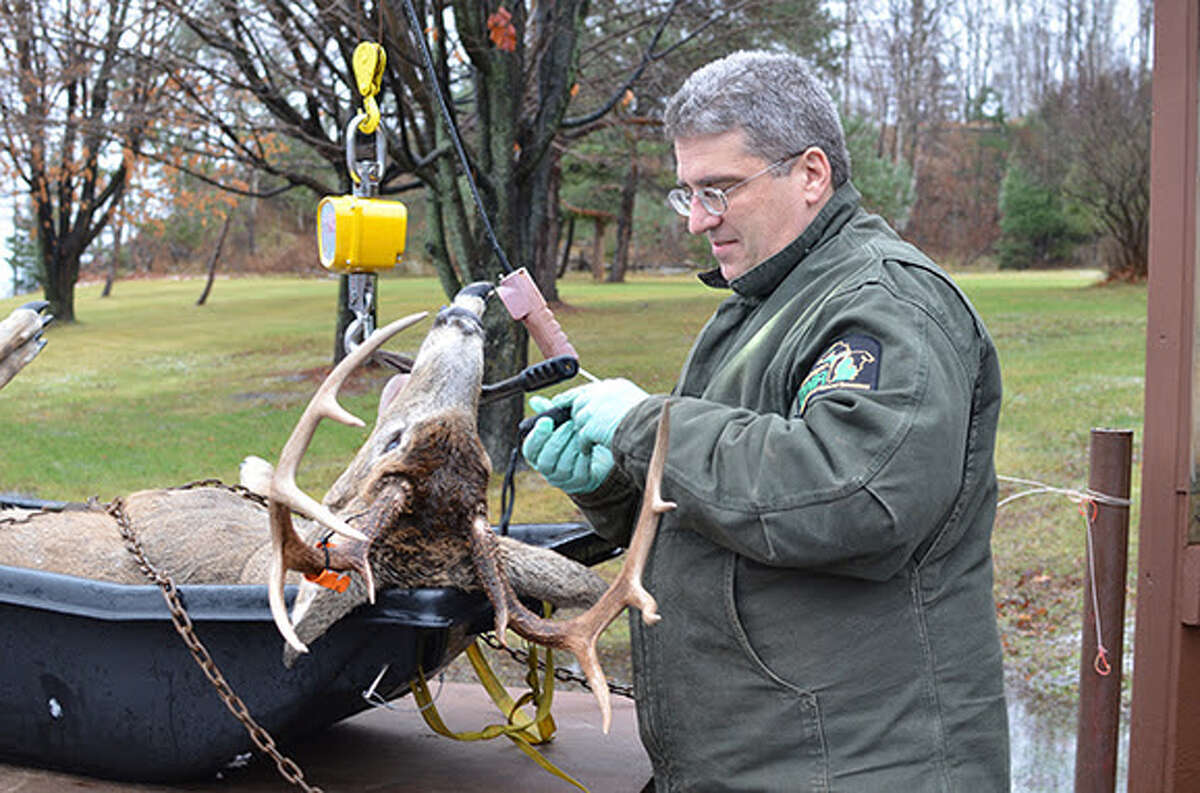 Michigan Department of Natural Resources wildlife biologist Brian Roell gets ready to check the age of a buck. The Big Bear Sportsman's Club will be running a deer check station this year.