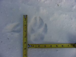 Northern Lower Peninsula wolf survey underway